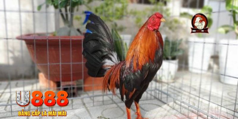 777king99 casino máy tính